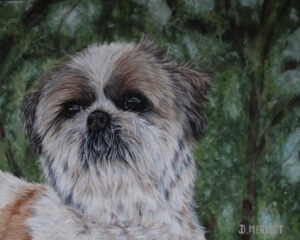 Shih Tzu Billy (30X24)